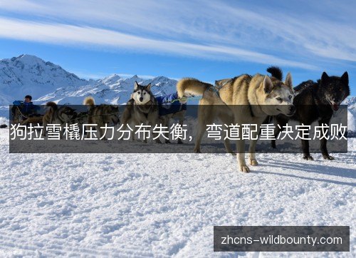 狗拉雪橇压力分布失衡，弯道配重决定成败